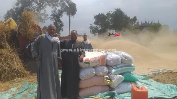 حصاد محصول القمح بكفر الشيخ 