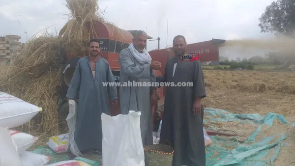 حصاد محصول القمح بكفر الشيخ 