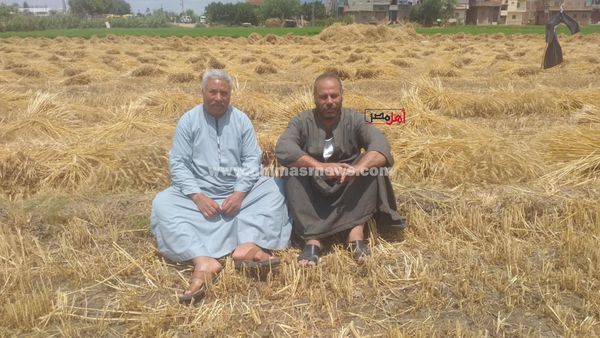 حصاد محصول القمح بكفر الشيخ 