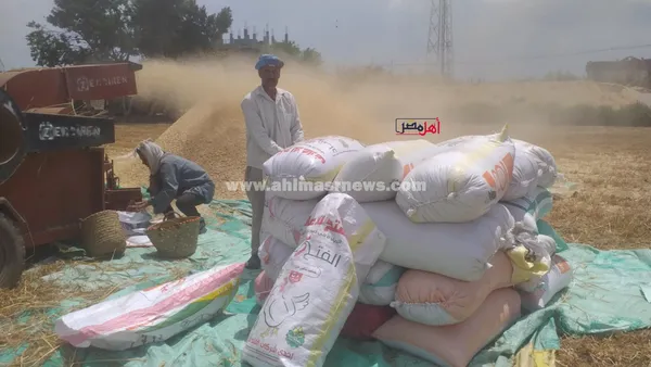حصاد محصول القمح بكفر الشيخ 