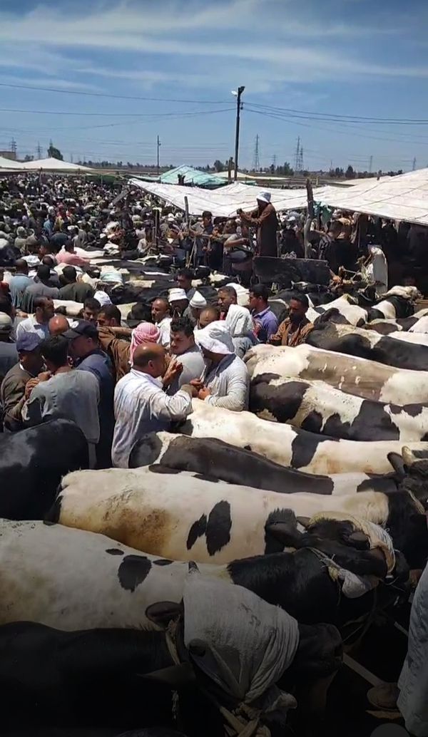 سوق الماشية بكفر الشيخ 
