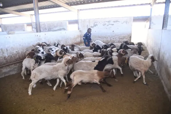 محافظة مطروح 