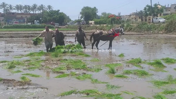 توزيع شتلات الأرز بحقول كفر الشيخ استعدادًا لزراعته