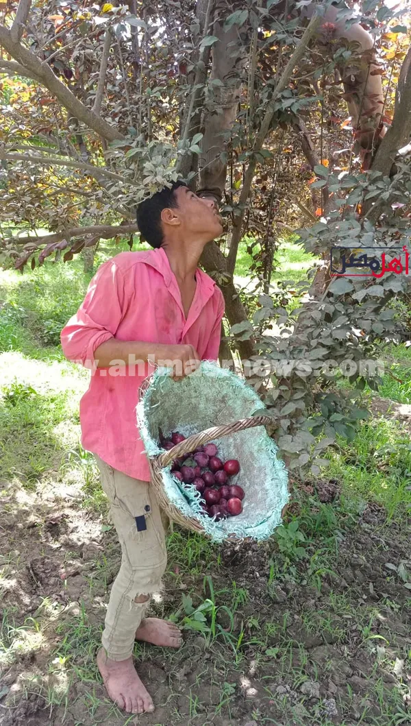 حصاد البرقوق 