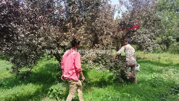 حصاد البرقوق 