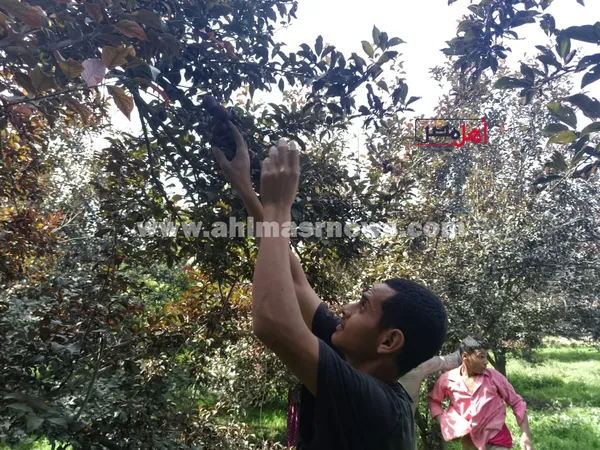 حصاد البرقوق 