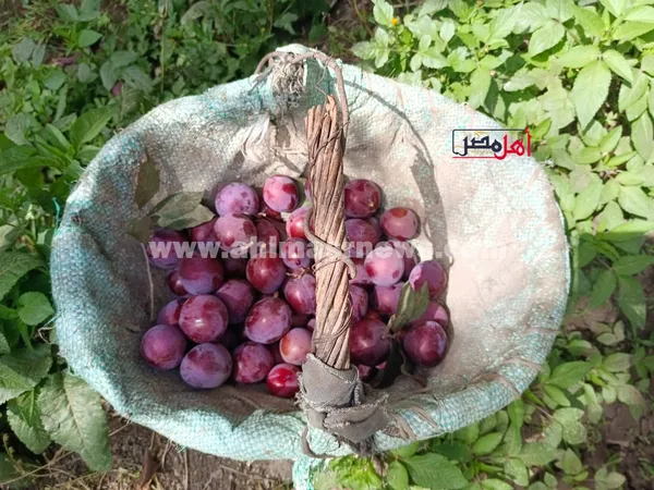حصاد البرقوق 