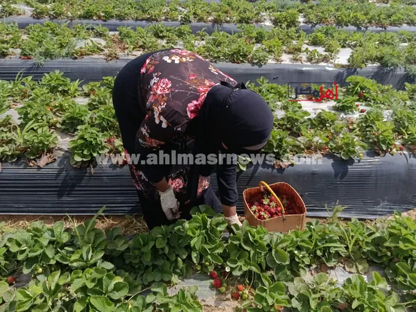 حصاد الفراولة
