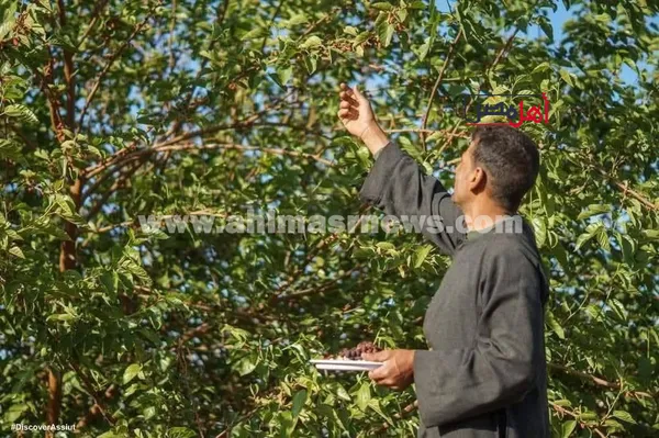 زراعة التوت في صرد