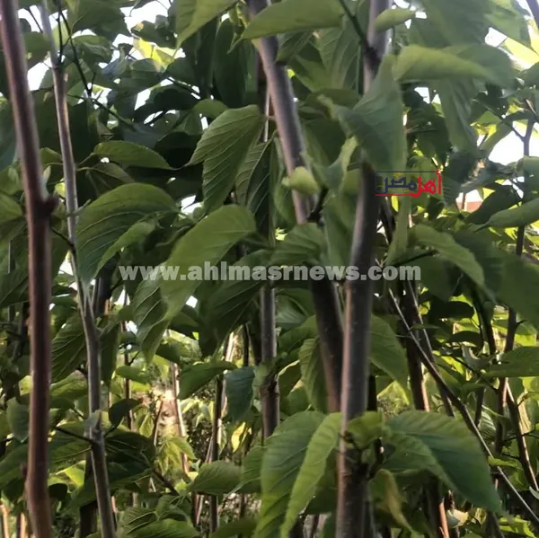 زراعة التوت في صرد