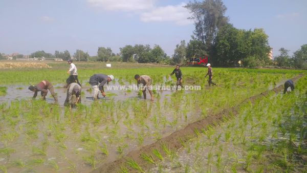 زراعة شتلات الأرز بحقول كفر الشيخ 