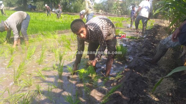 عبدالرحمن، طالب إعدادي يزرع شتلات الأرز بكفر الشيخ 