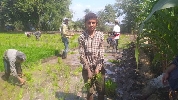 عبدالرحمن، طالب إعدادي يزرع شتلات الأرز بكفر الشيخ 