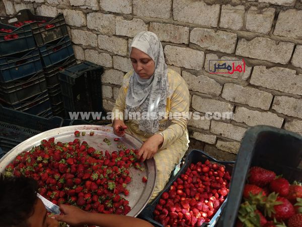 مراحل تجهيز الفراولة في المصانع
