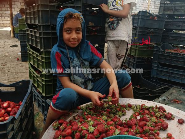 مراحل تجهيز الفراولة في المصانع