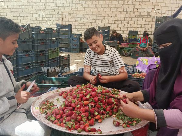 مراحل تجهيز الفراولة في المصانع