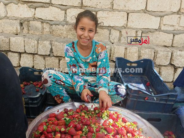 مراحل تجهيز الفراولة في المصانع