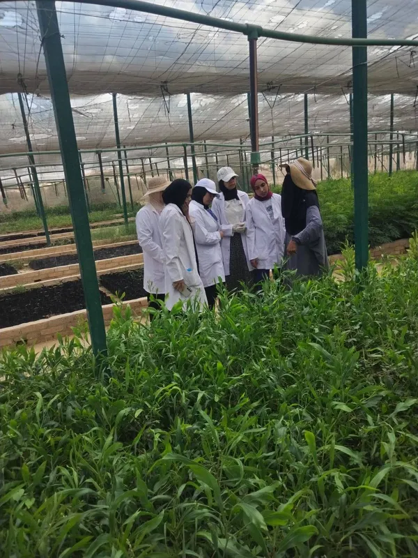 جامعة مطروح 