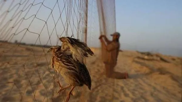 انطلاق موسم الصيد بمطروح