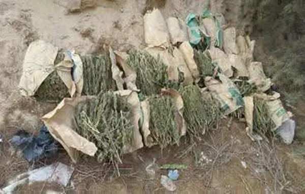 اكبر مزرعة مخدرات بالإسماعيلية 
