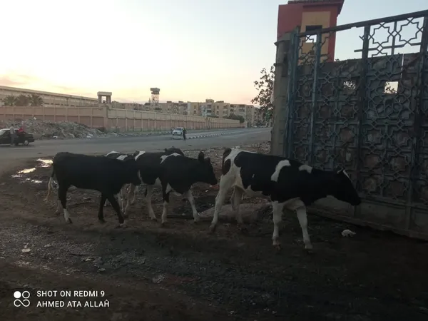 شن حملة مكبرة بالاشتراك  لجمع المواشي الهائمة في شوارع بورسعيد 