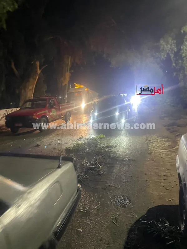 صور سقوط شجرة ضخمة بالإسماعيلية 