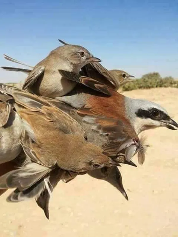 محافظة مطروح