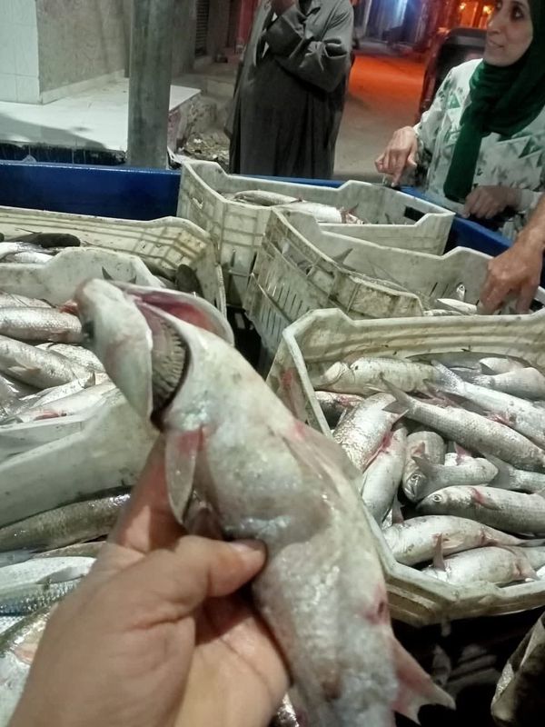 جانب من الحملة