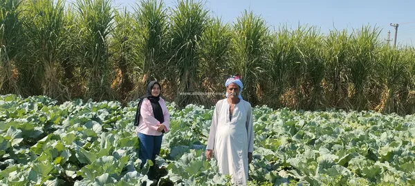صور الكرنب