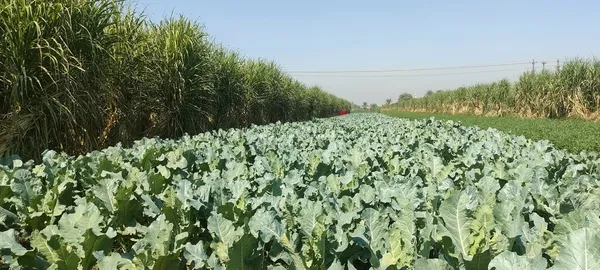 صور الكرنب