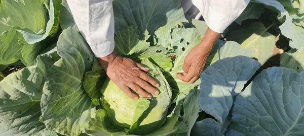 صور الكرنب