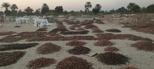 صور مسطاح البلح