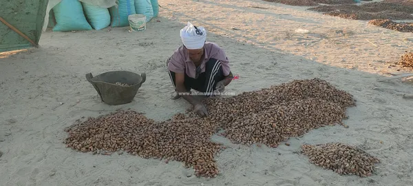 مسطاح البلح