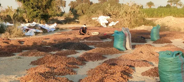 مسطاح البلح