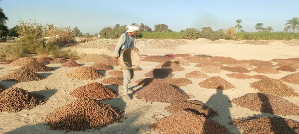 مسطاح البلح