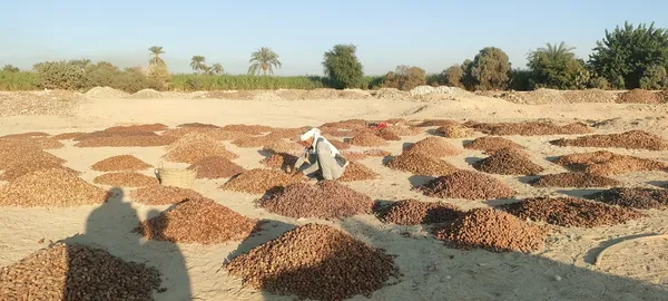 مسطاح البلح