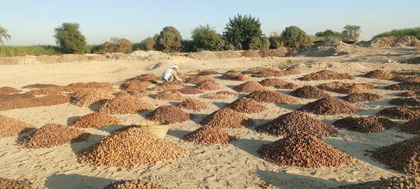 مسطاح البلح