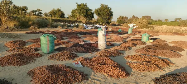 مسطاح البلح