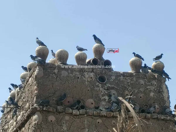 ابراج الحمام 