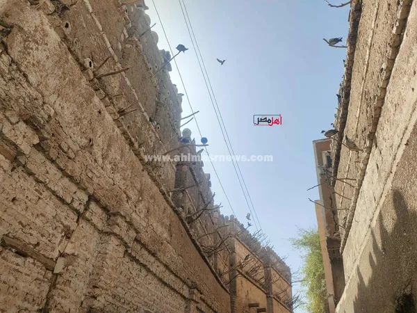 ابراج الحمام في قنا 