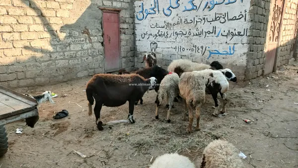 سوق المراشدة 