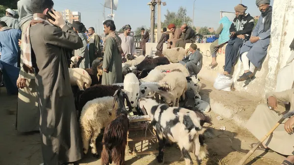 سوق المواشي