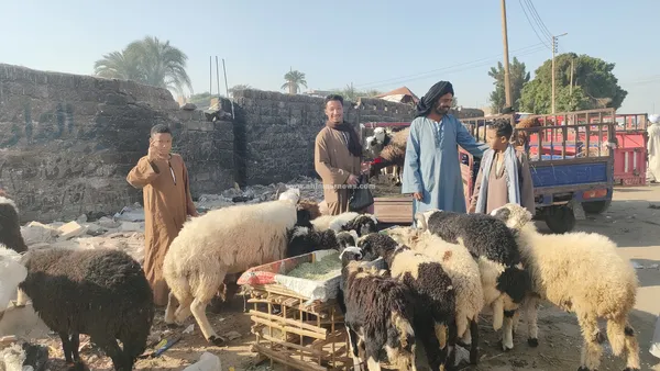 سوق المواشي