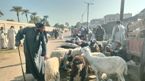 سوق المواشي