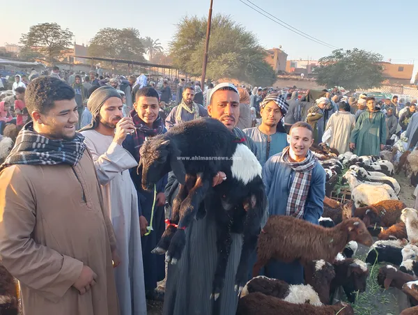 سوق المواشي في سوهاج 