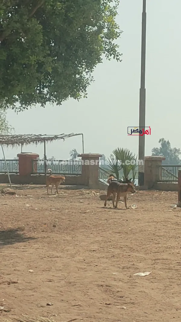 صور كورنيش دشنا