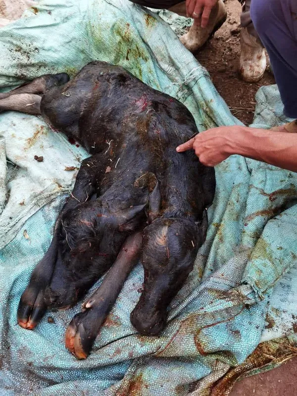 ولادة عجل برأسين ببنى سويف 