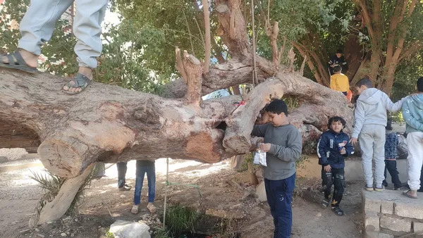 الشجره الباكية