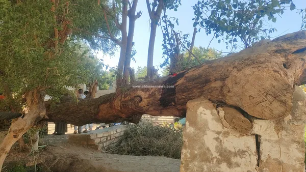 الشجره الباكية