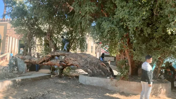 الشجره الباكية